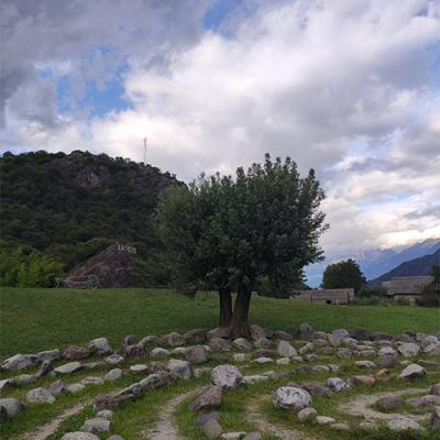 Gli Alberi