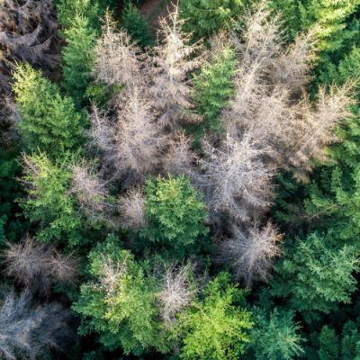 Gli Alberi, la Vita 